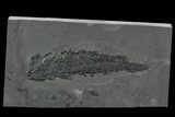 Devonian Lobed-Fin Fish (Osteolepis) - Scotland #98038-1